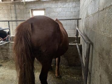 шотландская вислоухая кошка цена бишкек: Продаю | Кобыла (самка) | На забой, Для разведения, Для молока — 2