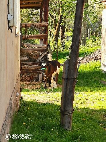 Животные: Продаю | Бык (самец) | Голштин | На откорм — 3