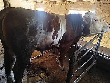 питбуль самец: Продаю | Бык (самец) | Для разведения | Привязанные — 1