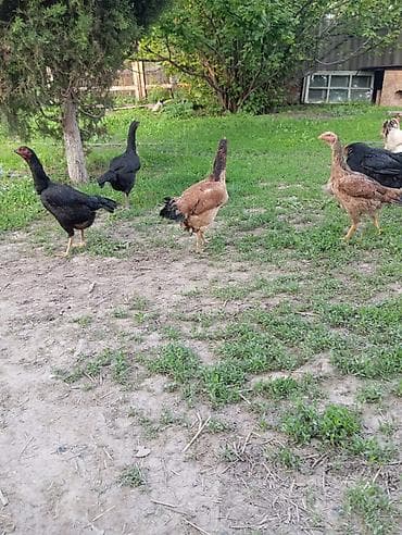 курица кара балта: Продаю | Куры | Домашняя | Для разведения — 4