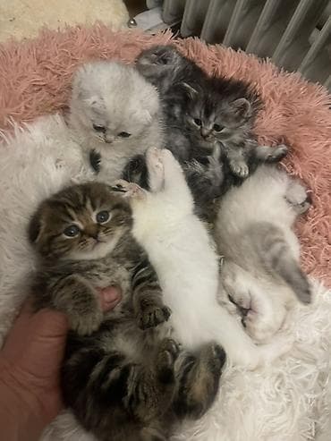 Находка и пропажа кошек: 2 месяца, Девочка, Серебристая шиншилла, Приучена к лотку — 2