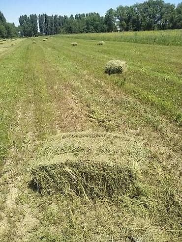 Беде түк тук 2 укос таза клевер 200шт чөп чоп тюки at lalafo.kg Беде түк тук 2 укос таза клевер 200шт чөп чоп тюки