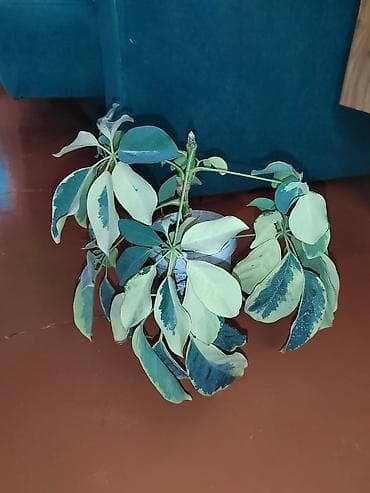 искусственный цветок в горшке большой: Шеффлера вариегатная (Schefflera arboricola variegata) в горшке. - — 4