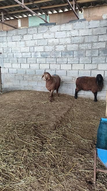 не пригодилось: Продаю | Овца (самка) | На забой | Ярка — 3