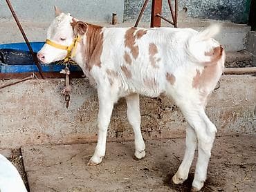 Продаю | Корова (самка), Тёлка, Музоо, торпок | Симментальская, Монбельярд | Для разведения, Для молока | Племенные, Искусственник