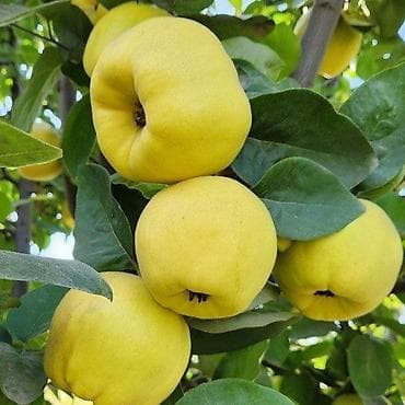 Уруктар жана көчөттөр: Саженцы плодовых деревьев — ассортимент для домашнего сада — 4