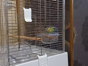 🦜Срочно продаётся молодой 3-х месячный волнистый попугайчик с — 3