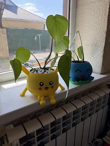 фикус черный принц: 🌱 комнатные растения в горшке-покемоне Oddish и Пикачу 🌱 горшки — 2