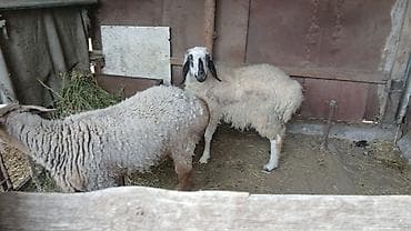 Продаю | Овца (самка) | Полукровка | Для разведения | Ярка