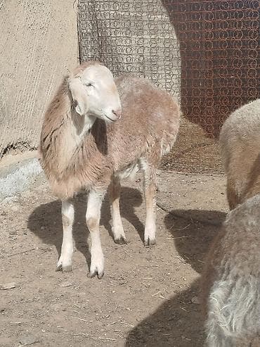 Продаю | Овца (самка), Ягненок, Баран (самец) | Арашан | Для разведения | Племенные, Котные, Матка