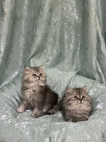 котики в оше: Продаются породистые котята шотландские, серебристая шиншилла. Окрас — 2