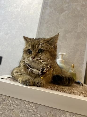 кошка манчкин цена: Скотиш Страйт (Шотландская прямоухая), 7 месяцев, Девочка, Золотая шиншилла, Приучена к лотку, С документами, С прививками — 2