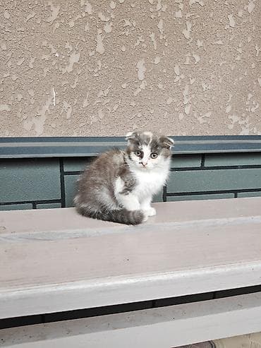 Отдадим котёнка даром в хорошие руки, возраст - 3,5 месяца
