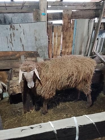 Продаю | Овца (самка) | Для разведения | Ярка