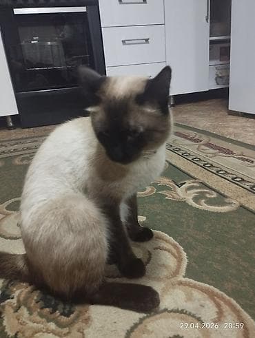 бенгальская кошка цена бишкек: Сиамская, 3 года, Мальчик, Приучена к лотку — 2