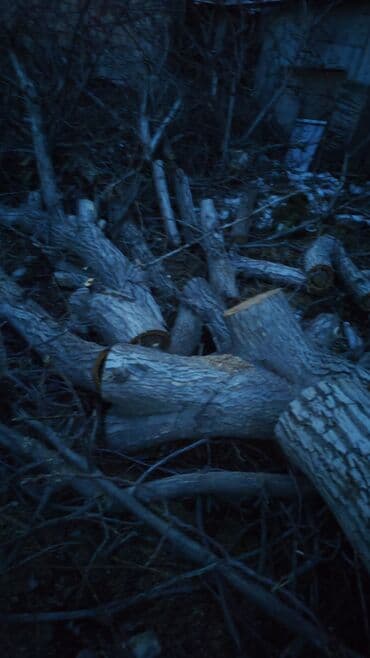 леса аренда кок жар: Бак кыябыз бардык турлорун абреска кылабыз отун кылып даярдайбыз? — 1