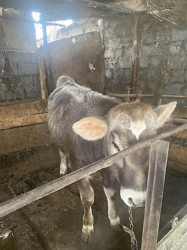 Услуги ветеринара: Продаю | Бык (самец) | На откорм | Привязанные — 2