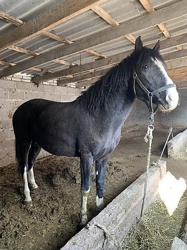 Коровы, быки: Продаю | Конь (самец) | Рабочий — 2
