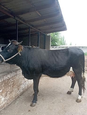 сколько стоят перепёлки: Продаю | Корова (самка) | Алатауская | Для молока | Привязанные — 2