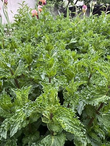 Мята курчавая (Mentha spicata var. crispa) — ароматная многолетняя