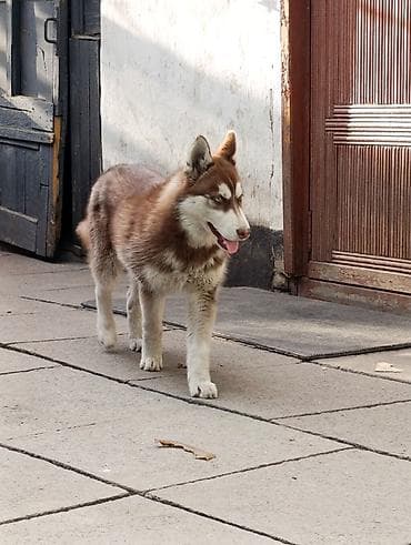 белая сибирская кошка: Хаски, 6 месяцев, Самец, С прививкой, С родословной — 2