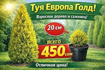 купить тую: Саженцы деревьев: Туи — 4