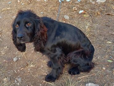узи коров: Собака даром: 3 года, Самец, С родословной — 3