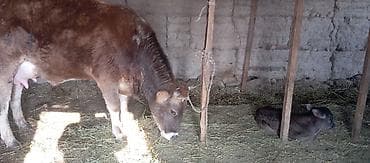 Айыл-чарба жаныбарлары: Сатам | Уй (ургаачы) | Сүт алуу үчүн | Музоологондон кийин — 1