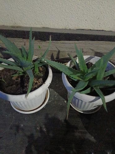 разный: Продаю комнатные цветы. Цены разные — 10