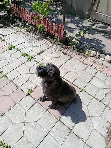 собака чихуахуа: Отдам в добрую семью, маленькую собачку, кто то её выкинул, скиталась — 1