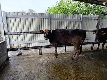 рыба маринка: Продаются две телочки . Село Красная речка.Цена договорная звонить на — 5