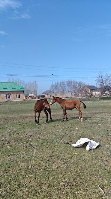 Ветеринар кызматы: Зынкыйган тайлар сатылат 1. ургаачы 1 эркек бироо з айда бир жаш бироо — 7
