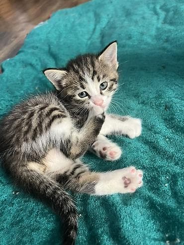 кошка каракол: Два домашние котёнка - Окрас: - Тигрово-полосатый табби с белыми — 1