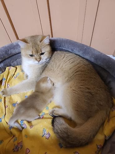 котенок токмок: Британ кыска жүндүү, 1 айлык, Эркек, Алтын шиншилла, Лотокко барууга үйрөтүлгөн — 1