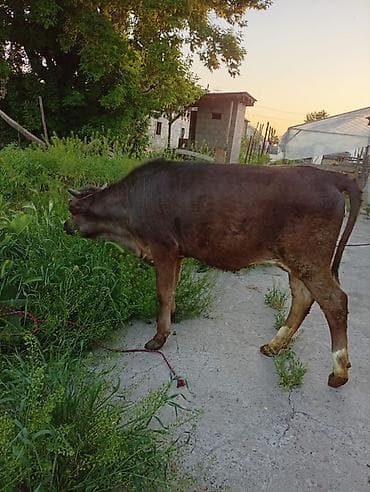 зоомагазин бишкек орто сай: Сатам | Кунаажын | Байланган — 7