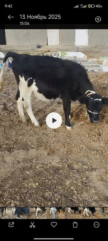 продажа щенков немецкой овчарки с документами в бишкеке: Сатам | Кунаажын | Швиц | Көбөйтүү үчүн, Сүт алуу үчүн | Жасалма уруктандырылган — 4