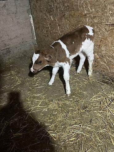 корм для несушка: Продаю | Тёлка | Для молока | Искусственник — 2