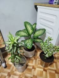 растения для аквариума: Комнатные растения цветущие и декоративные распродажа. находимся в — 24