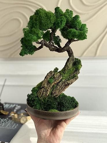 Освещение: Интерьерные композиции с деревом бонсай из натурального живого — 1