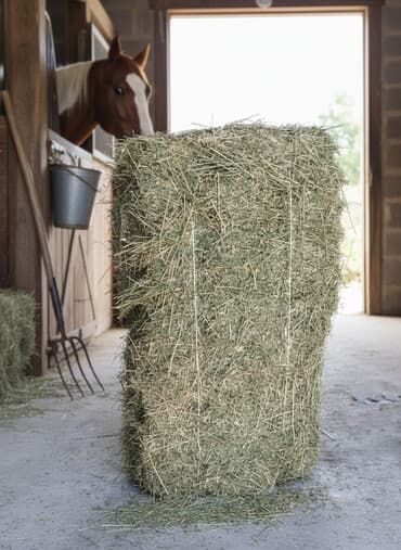 прес чоп бишкек: А/ч жаныбарлары үчүн тоюттар — 2