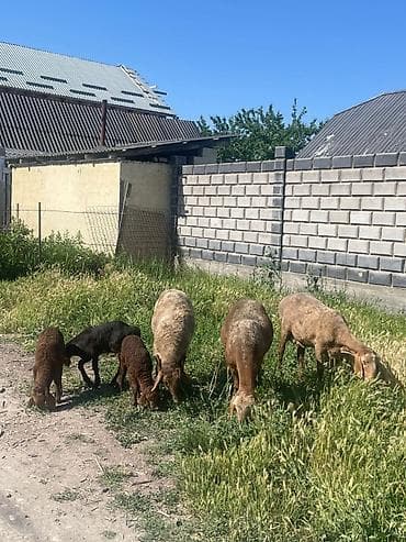 рабочи ат: Продаю | Овца (самка) | Романовская | Для разведения | Матка — 3