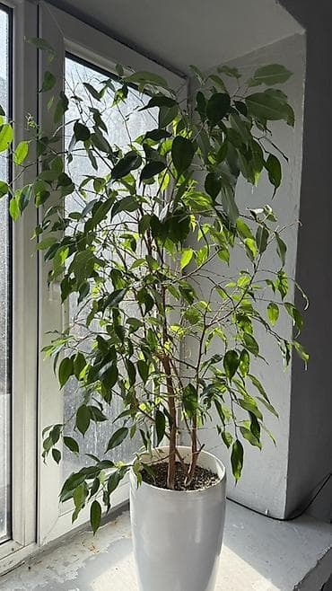 фикус гулу: Фикус Бенджамина в горшках - Комнатное декоративно-лиственное — 2