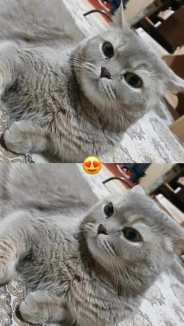 Скотиш Страйт (Шотландская прямоухая), 2 года, Девочка, Приучена к лотку