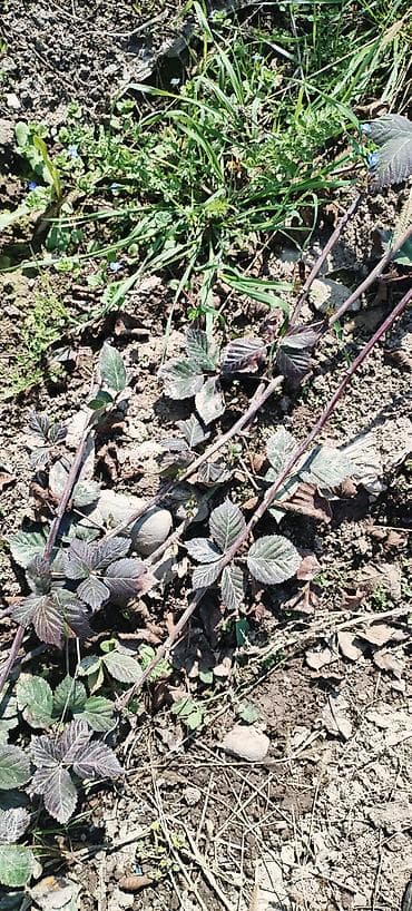 туалетные столики бишкек: Ежевика сорт лохнес кочот 80 сом — 3