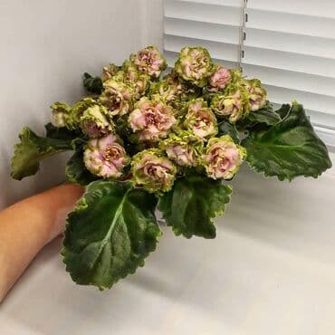 цветущую фиалку: В продаже взрослые фиалки (цветущие и не цветущие 250-350)детки — 9