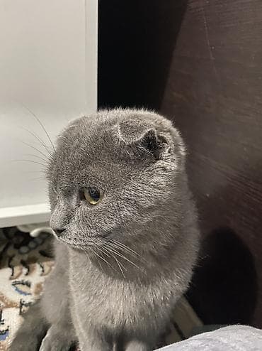 Аквариумы: Кошка даром: Скотиш Фолд (Шотландская вислоухая), 4 месяца, Мальчик, Приучена к лотку — 3