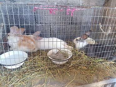 Животные: Продается кролики самка и самец — 5