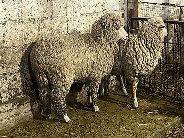 мака сото: Продаю | Ягненок | Меринос — 4