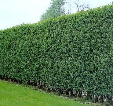 форма военных: Уборка территории, Стрижка газона — 2