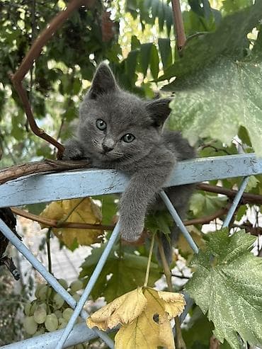 черные котята: Отдам в хорошие руки котят 3 черных котят -девочки, серый мальчик - — 10